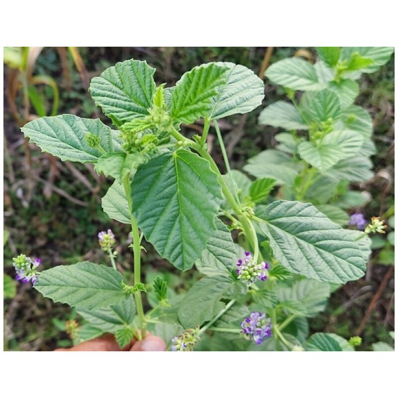 Identification Image for Bulk Chinese Herbs Psoralea