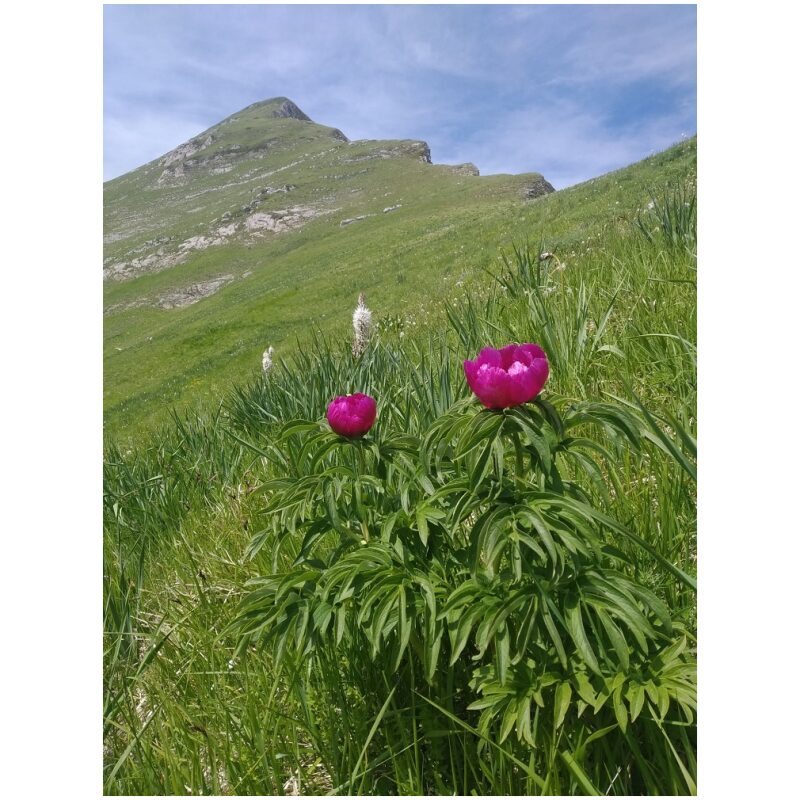 Identification Image for Bulk Chinese Herbs Red Peony