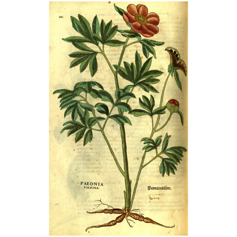 Illustration for Bulk Chinese Herbs Red Peony