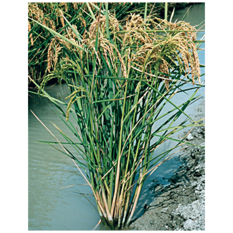 Identification Image for Bulk Chinese Herbs Rice Root