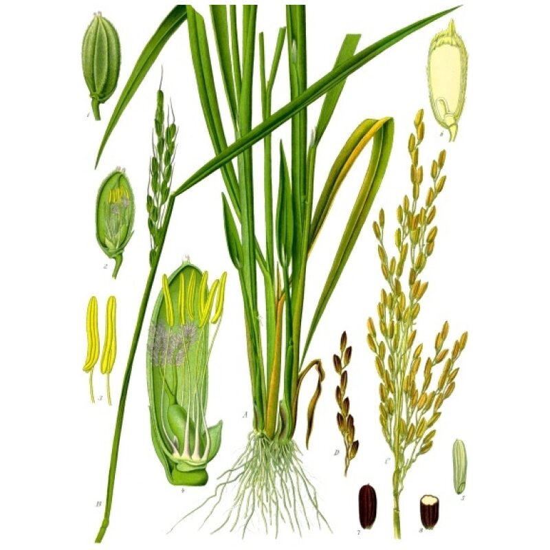 Illustration for Bulk Chinese Herbs Rice Root