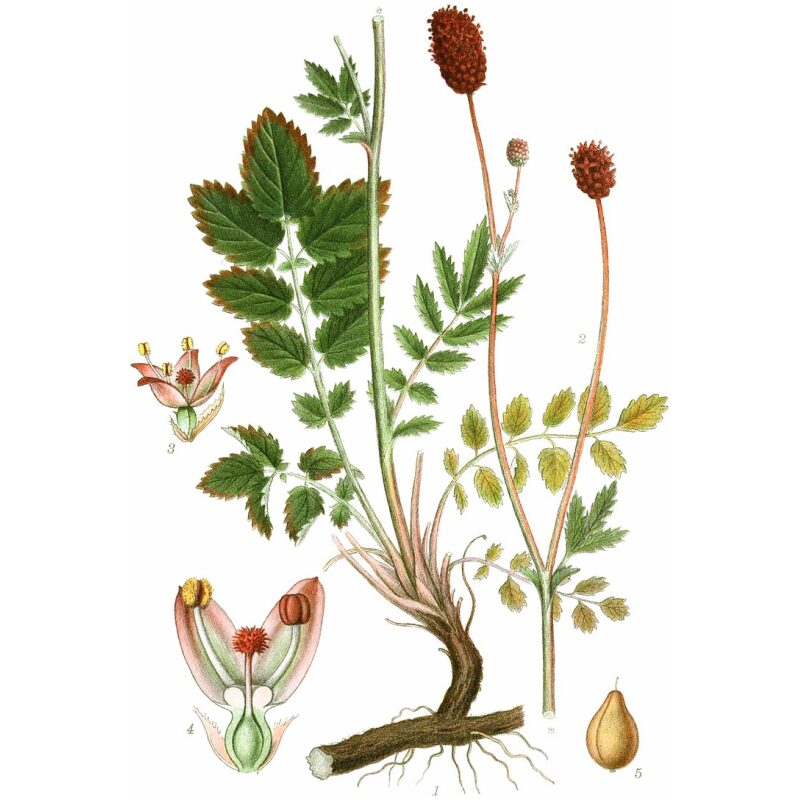 Illustration for Bulk Chinese Herbs Sanguisorba