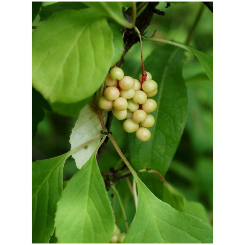 Identification Image for Bulk Chinese Herbs Schisandra