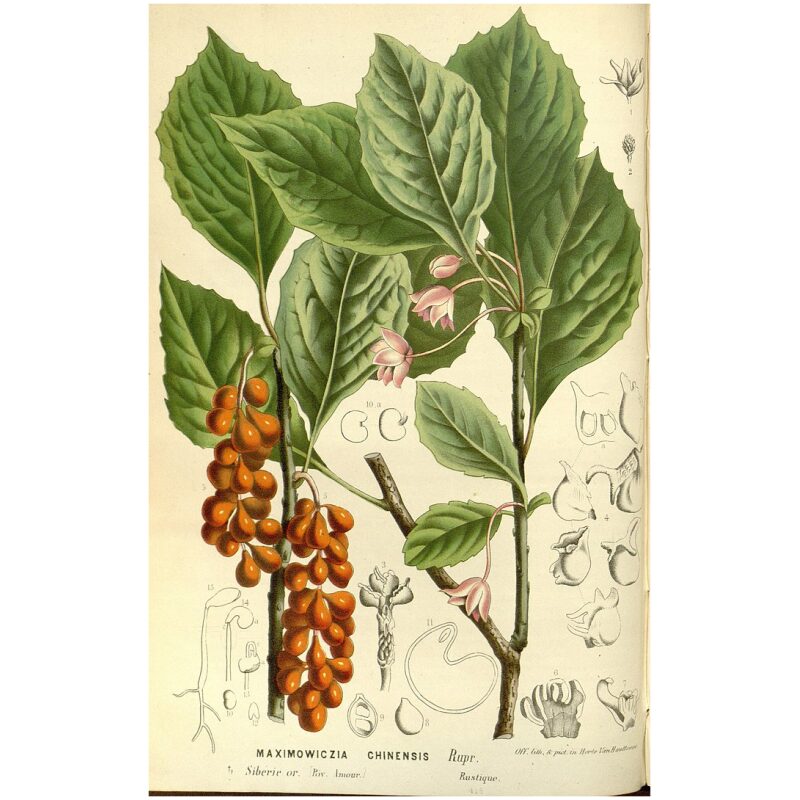 Illustration for Bulk Chinese Herbs Schisandra