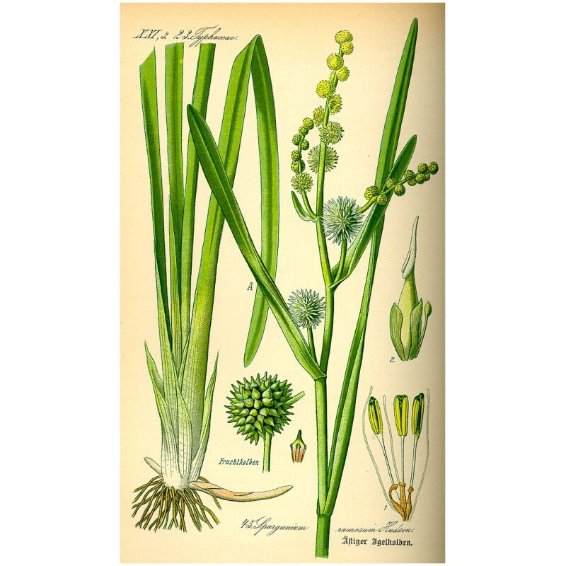 Illustration for Bulk Chinese Herbs Scirpus