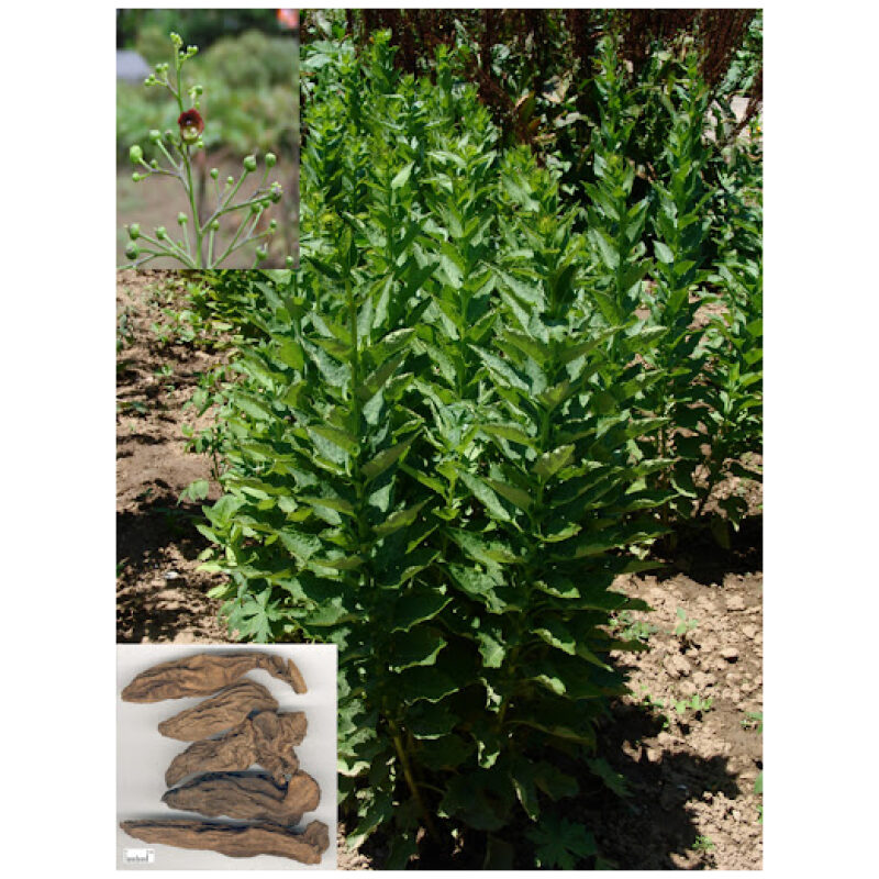 Identification Image for Bulk Chinese Herbs Scrophularia