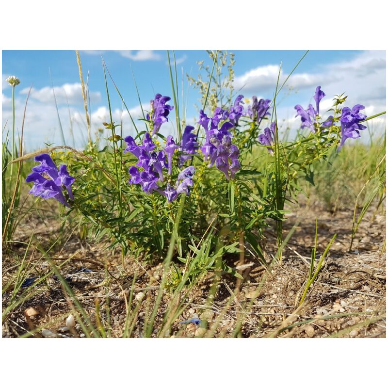 Identification Image for Bulk Chinese Herbs Scute Root