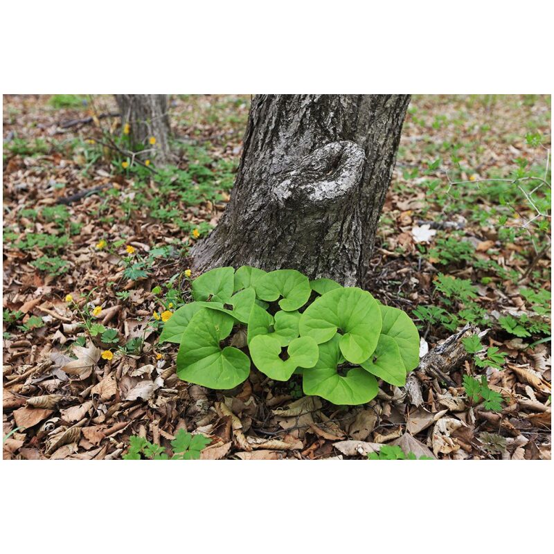 Identification Image for Bulk Chinese Herbs Wild Ginger