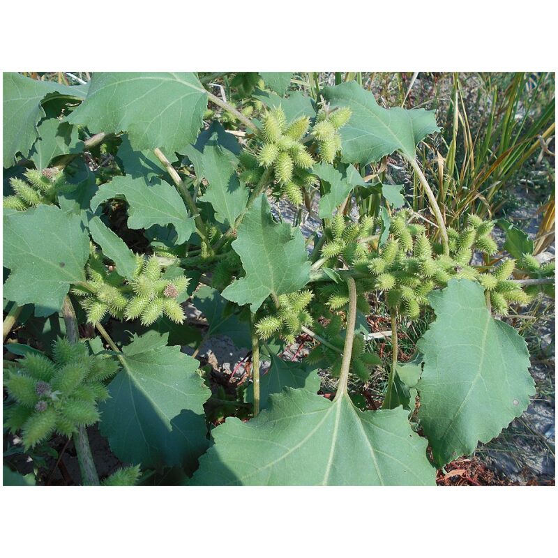 Identification Image for Bulk Chinese Herbs Xanthium Seed