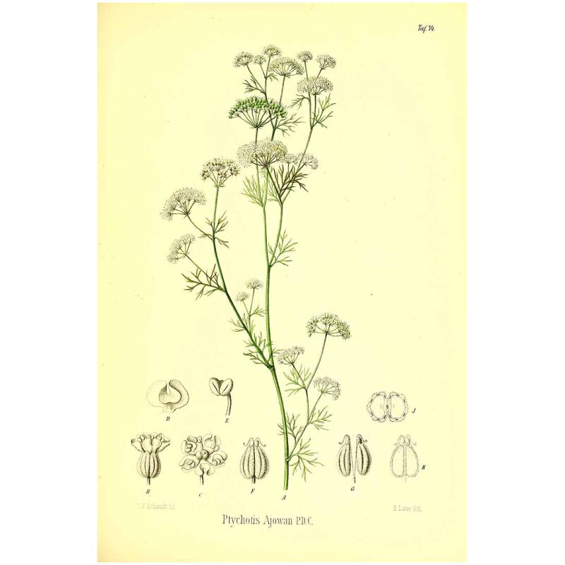 Botanical Illustration for Bulk Ayurvedic Herbs Ajwain