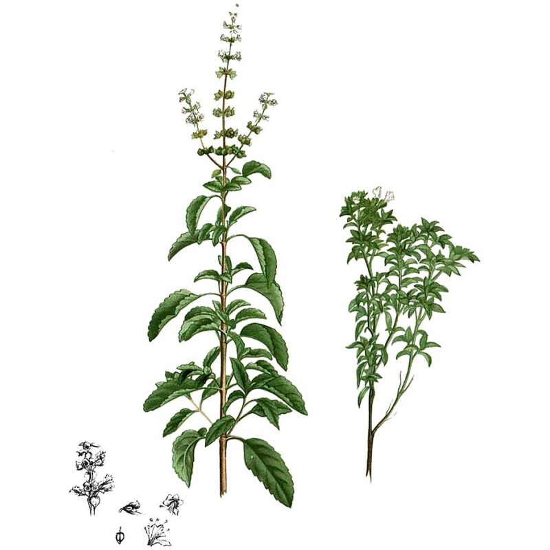 Botanical Illustration for Bulk Ayurvedic Herbs Tulsi (Holy Basil)