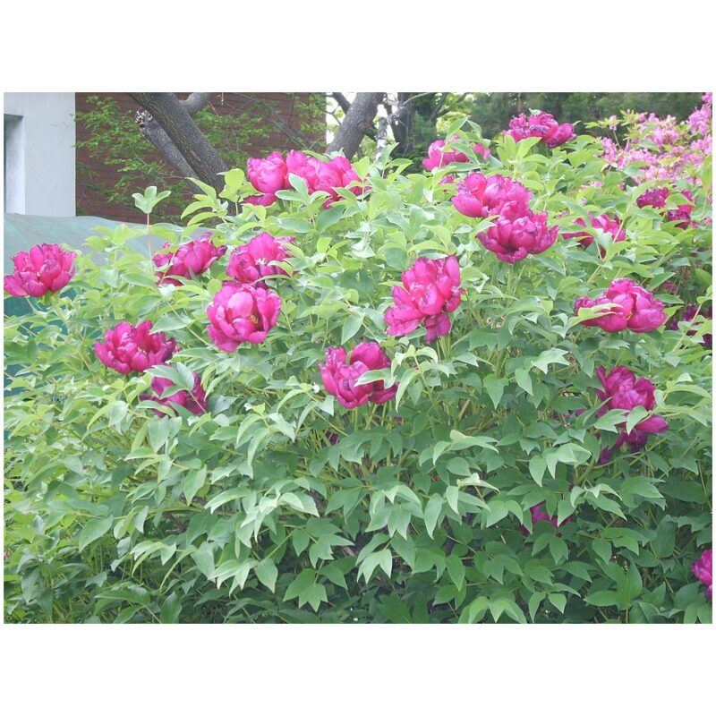 Additional Image for Bulk Chinese Herbs Moutan Peony