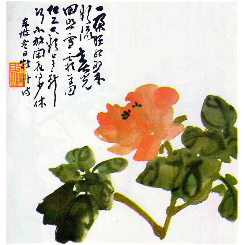 Botanical Illustration for Bulk Chinese Herbs Moutan Peony