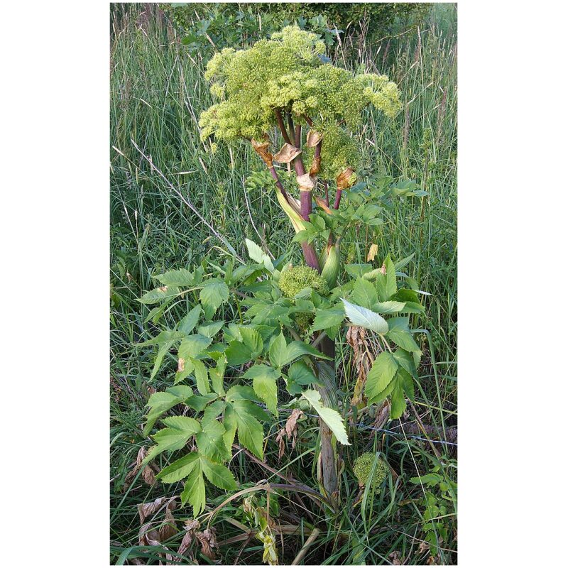 Identification Image for Bulk Western Herbs Angelica Root