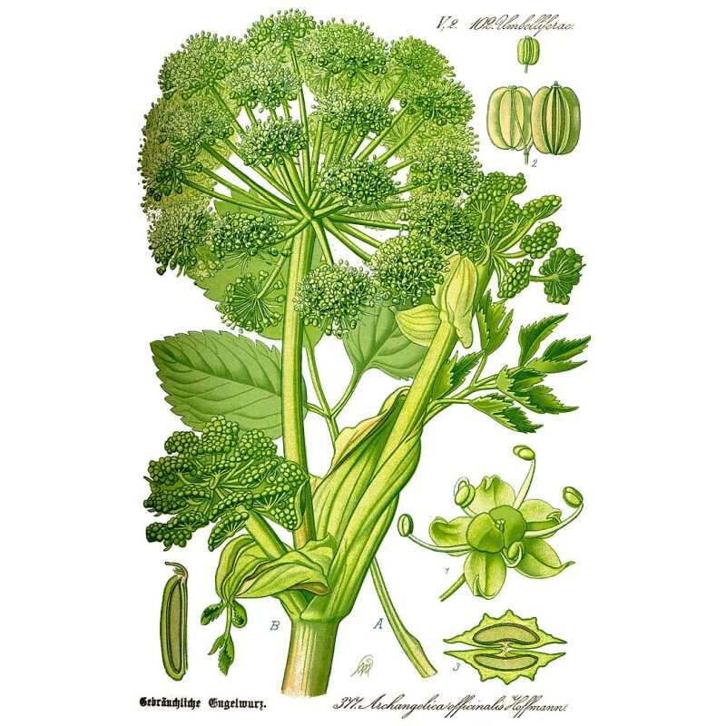 Botanical Illustration for Bulk Western Herbs Angelica Root