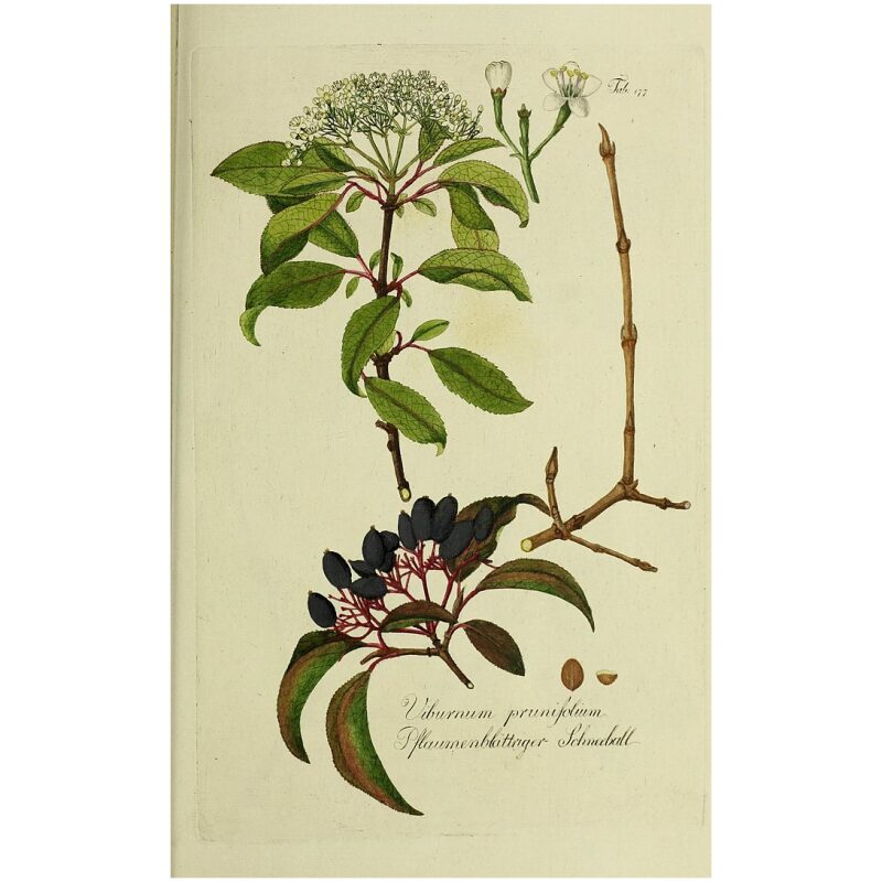 Botanical Illustration for Bulk Western Herbs Black Haw