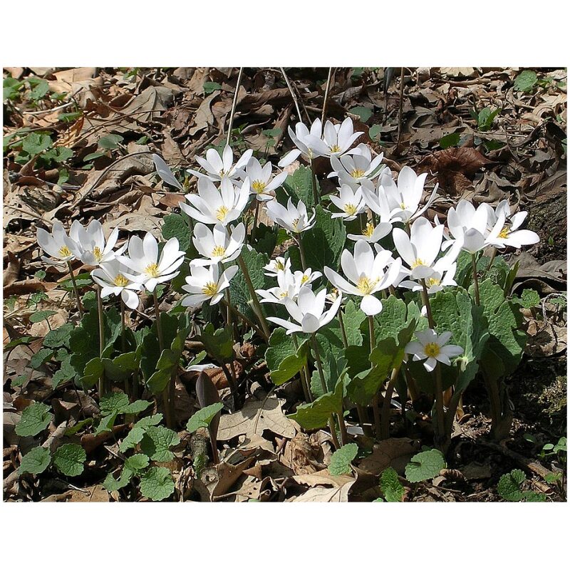 Identification Image for Bulk Western Herbs Bloodroot