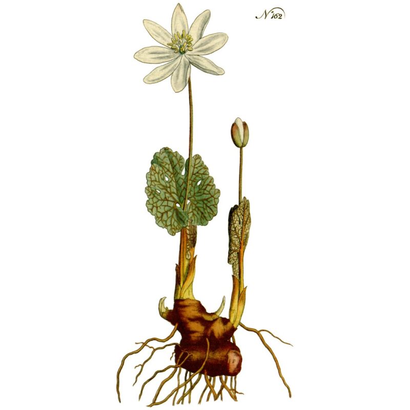 Botanical Illustration for Bulk Western Herbs Bloodroot