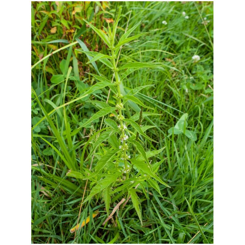 Identification Image for Bulk Western Herbs Bugleweed