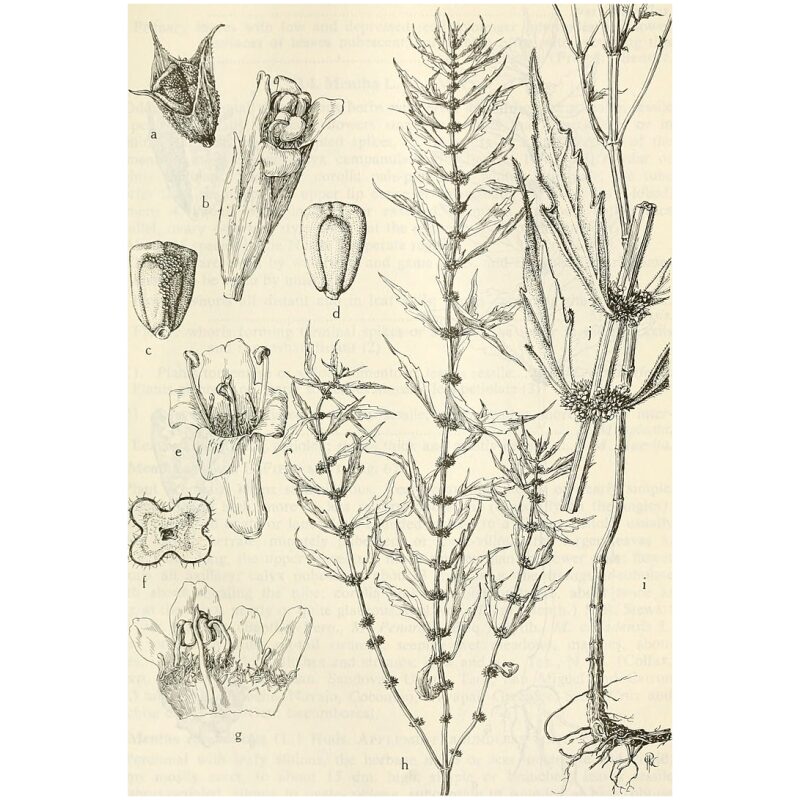 Botanical Illustration for Bulk Western Herbs Bugleweed