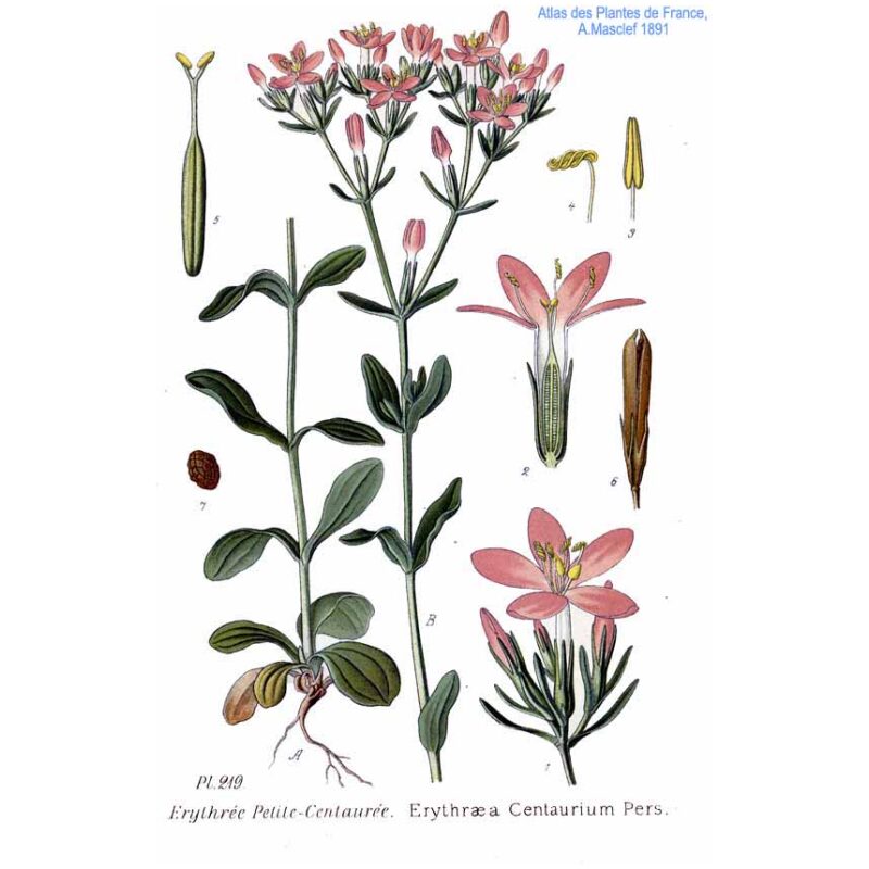 Botanical Illustration for Bulk Western Herbs Centaury