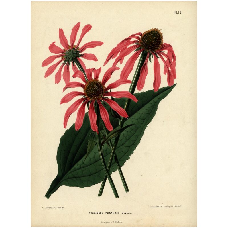 Botanical Illustration for Bulk Western Herbs Echinacea Root