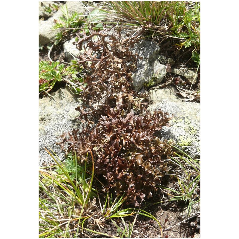 Identification Image for Bulk Western Herbs Icelandic Moss
