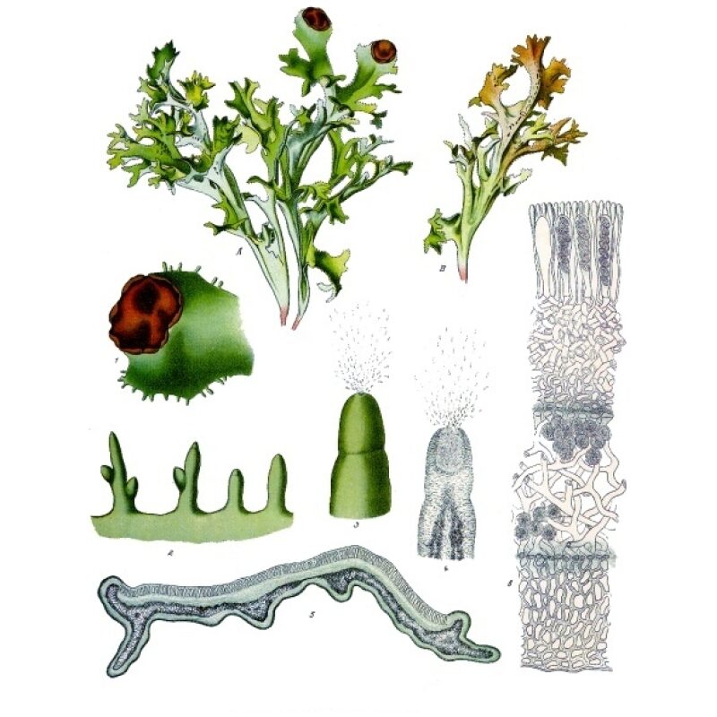 Botanical Illustration for Bulk Western Herb Icelandic Moss