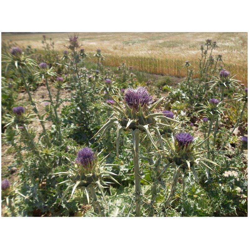 Identification Image for Bulk Western Herbs Milk Thistle Seed