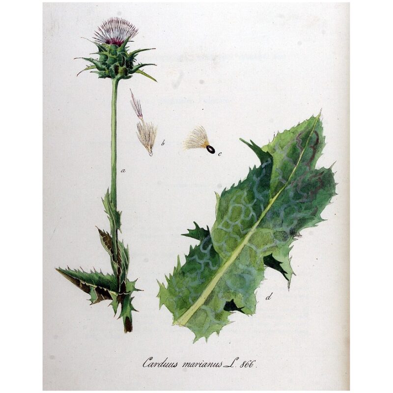 Botanical Illustration for Bulk Western Herbs Milk Thistle Seed