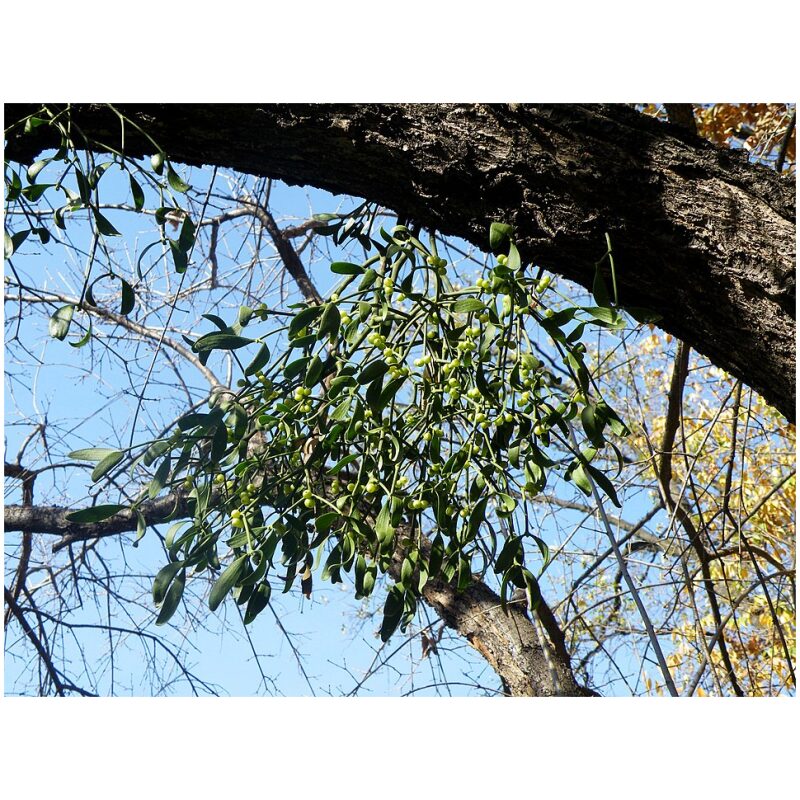 Identification Image for Bulk Western Herbs Mistletoe