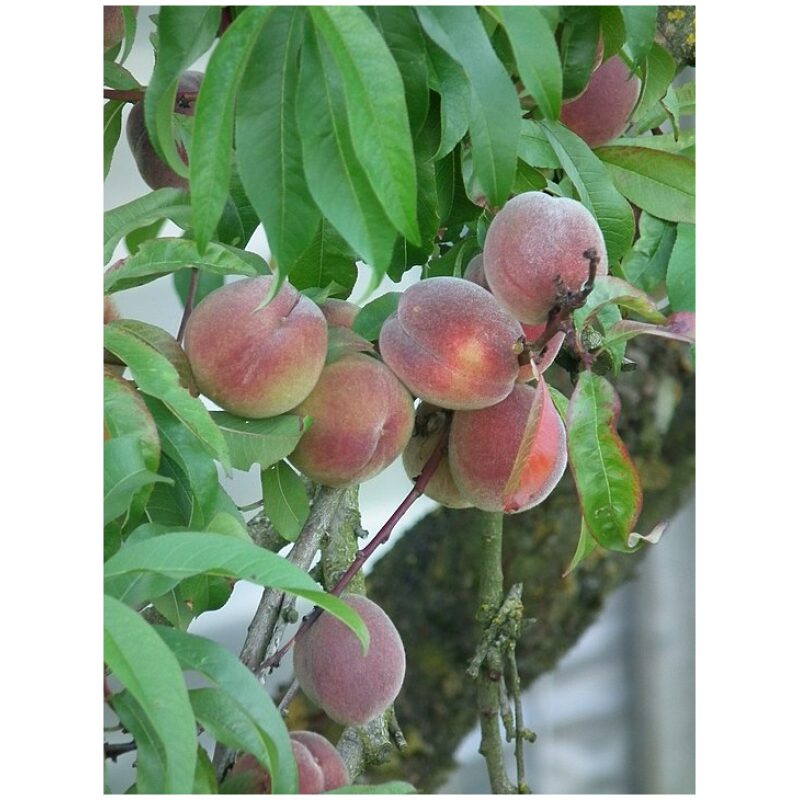 Identification Image for Bulk Western Herbs Peach Leaf