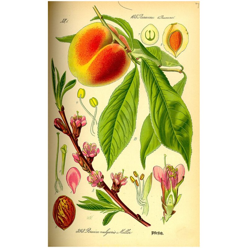 Botanical Illustration for Bulk Western Herbs Peach Leaf