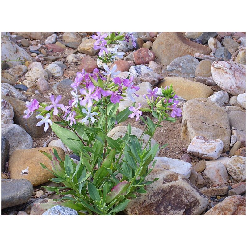 Identification Image for Bulk Western Herbs Soapwort Root