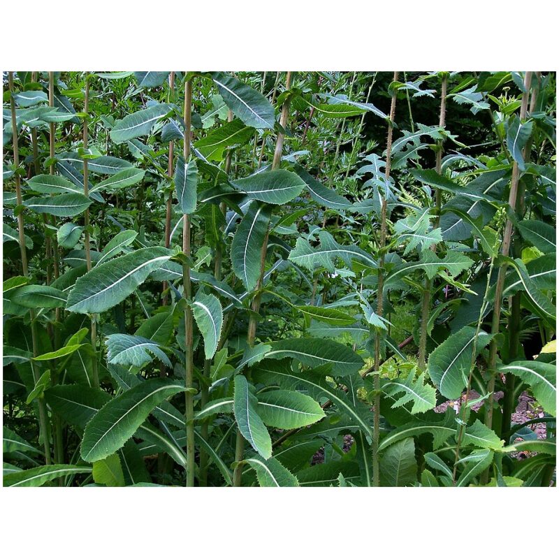 Identification Image for Bulk Western Herbs Wild Lettuce
