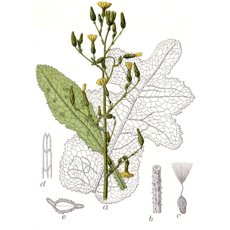 Botanical Illustration for Bulk Western Herbs Wild Lettuce