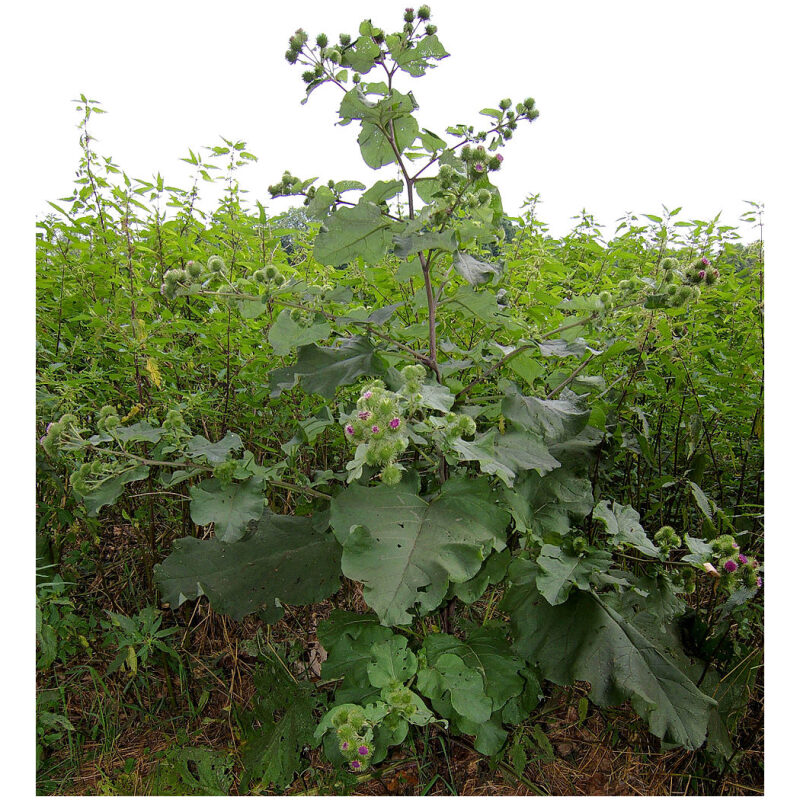 Identification Image for Bulk Chinese Herbs Burdock Seed