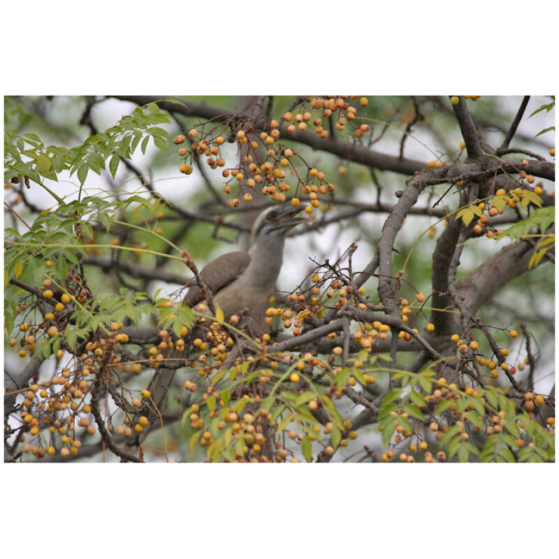 Pagoda Tree Fruit (Chuan Lian Zi) - Image 2