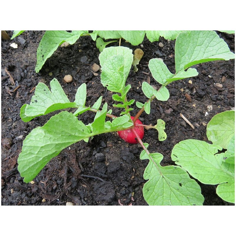 Identification Image for Bulk Chinese Herbs Radish Seed