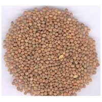 Identification Image for Bulk Chinese Herbs Radish Seed