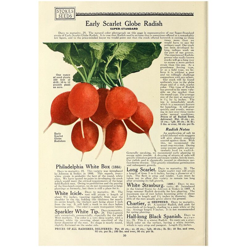 Botanical Illustration for Bulk Chinese Herbs Radish Seed