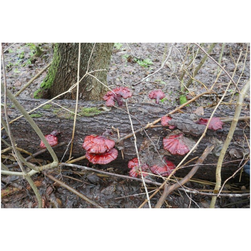 Identification Image for Bulk Chinese Herbs Reishi Mushroom Whole