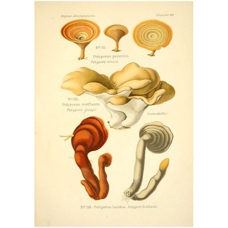 Illustration for Bulk Chinese Herbs Reishi Whole