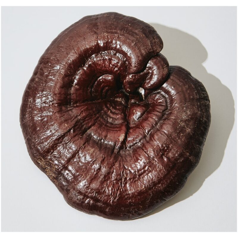 Listing Image for Bulk Chinese Herbs Reishi Whole