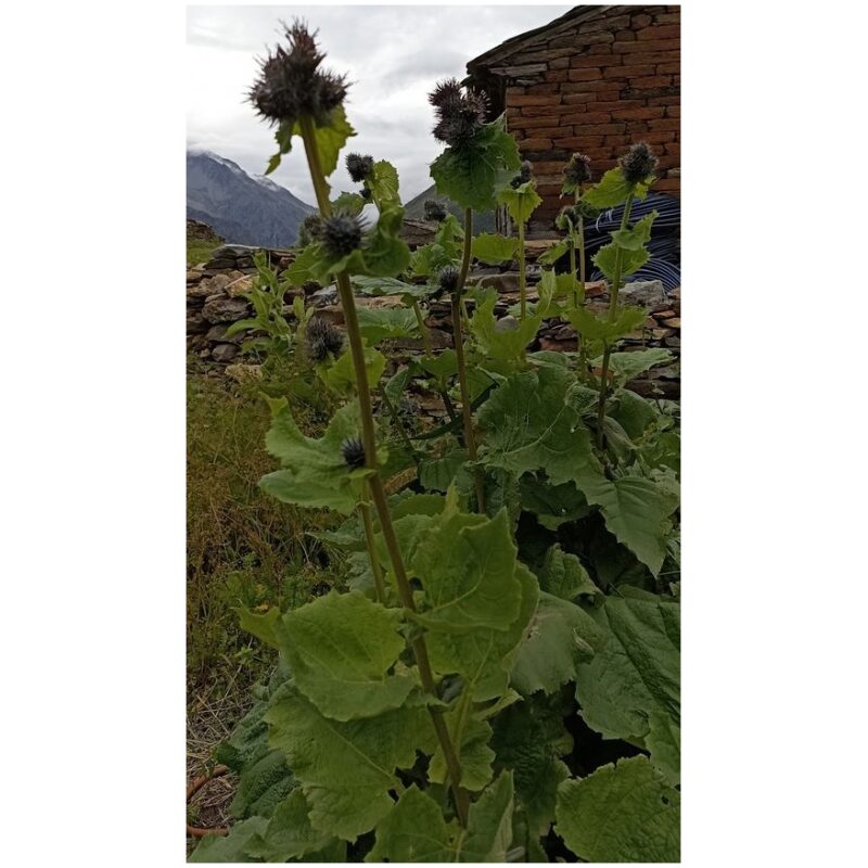 Identification Image for Bulk Chinese Herbs Saussurea