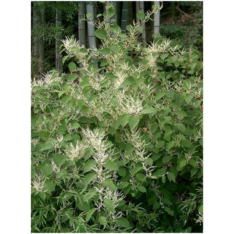 Identification Image for Bulk Chinese Herbs Japanese Knotweed Hu Zhang