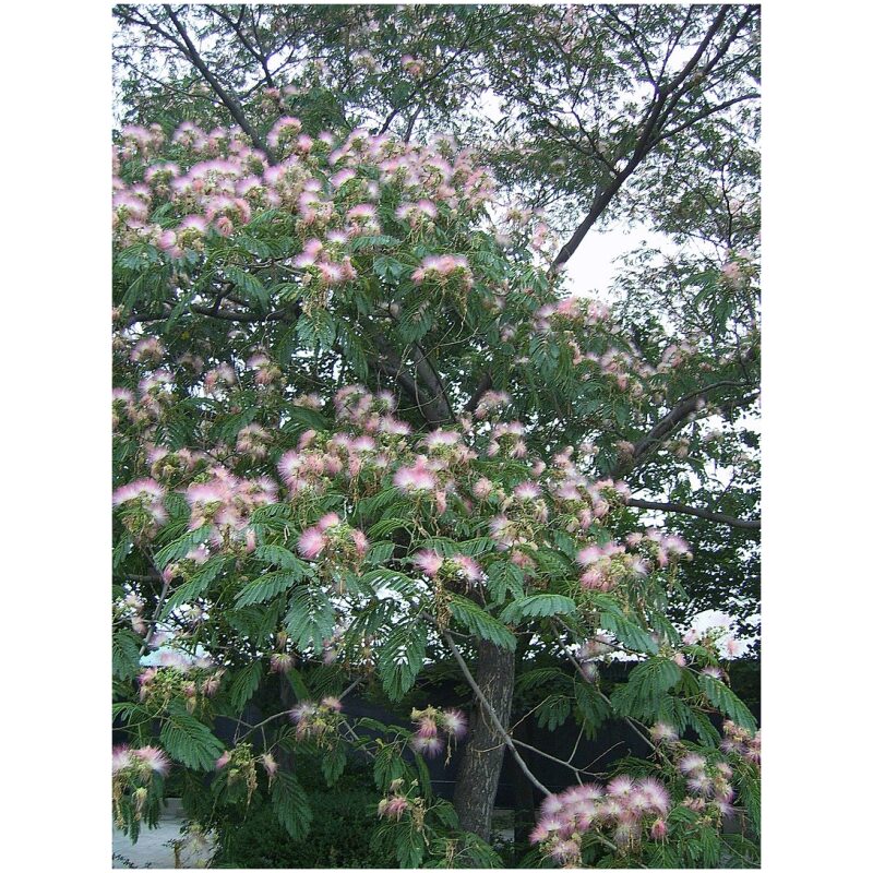 Albizia Bark (He Huan Pi) - Image 2