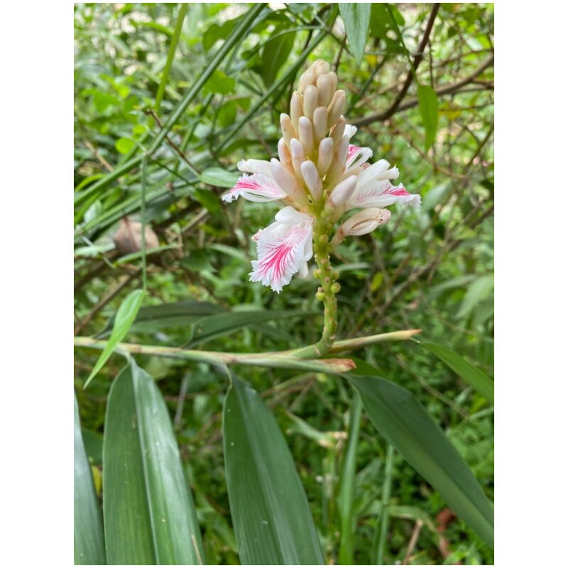 Alpinia Fruit (Yi Zhi Ren) - Image 2