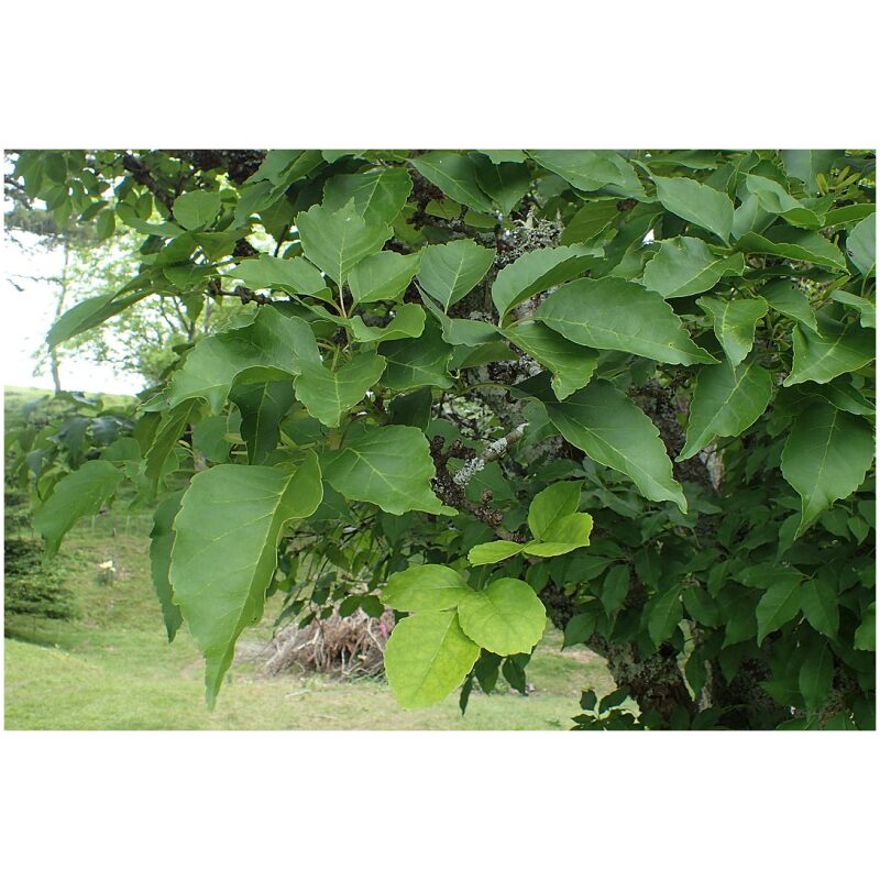 Chinese-Herbs-Fraxinus