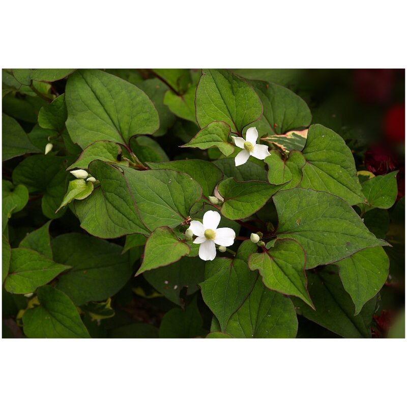 Identification image of Chinese Herb Houttuynia